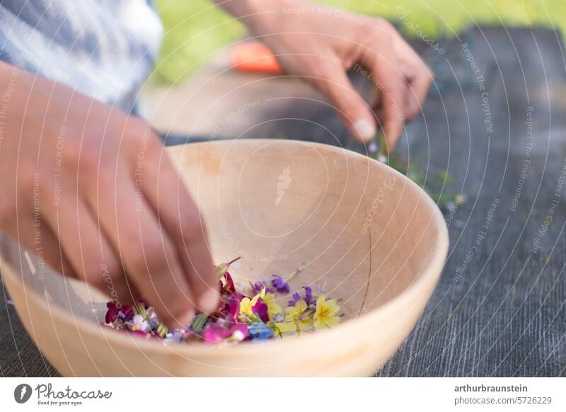 Bunte Wiesenblumen Primeln und Wiesenschaumkraut frisch gepflückt aus dem Garten in der Natur bereit zum Kochen mit Blüten blüten essen natur Tageslicht