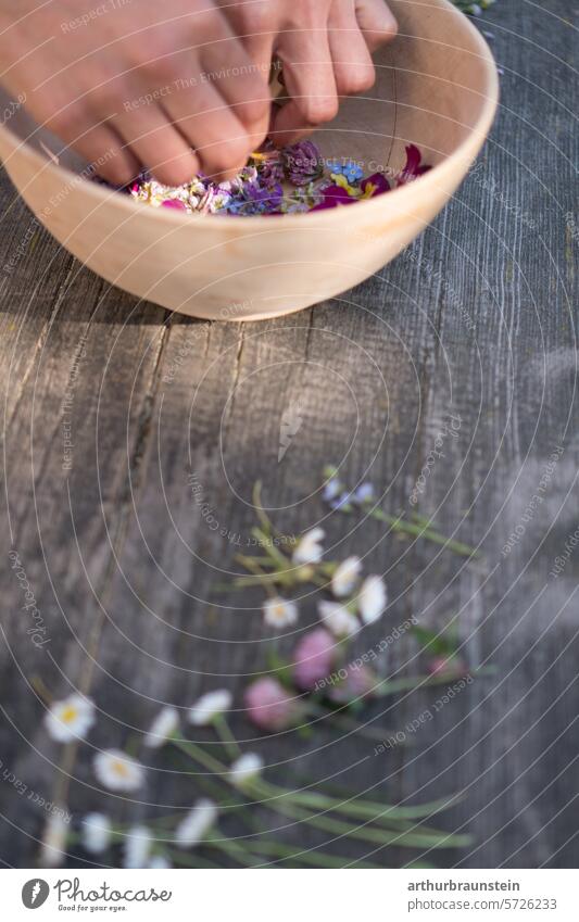 Wiesenblumen Gänseblümchen und Rotklee frisch gepflückt aus dem Garten auf einem Holztisch blüten essen natur reafood Blüten blühen Pflanze Sommer Frühling