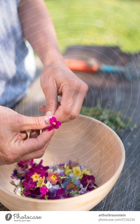 Frisch gepflückte Wiesenblumen Primeln und Wiesenschaumkraut aus dem Garten im Frühling blüten essen natur Natur Blumen Blüten blühen Blütezeit zarte Blüten