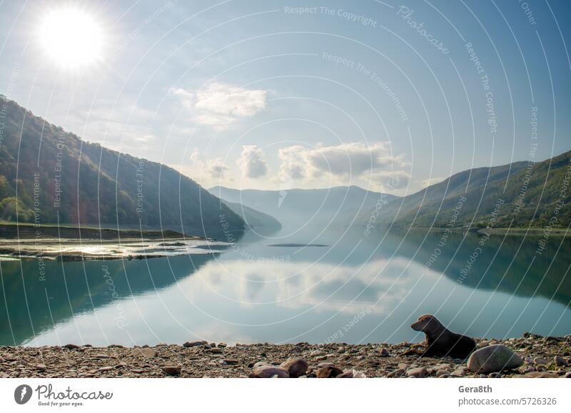 Hund am Strand des Sees in der Nähe von Bergen und Wald in Georgia Kaukasus Georgien allein Tier Hintergrund blau hell Windstille Klima-Herbst Wolken Farbe Tag