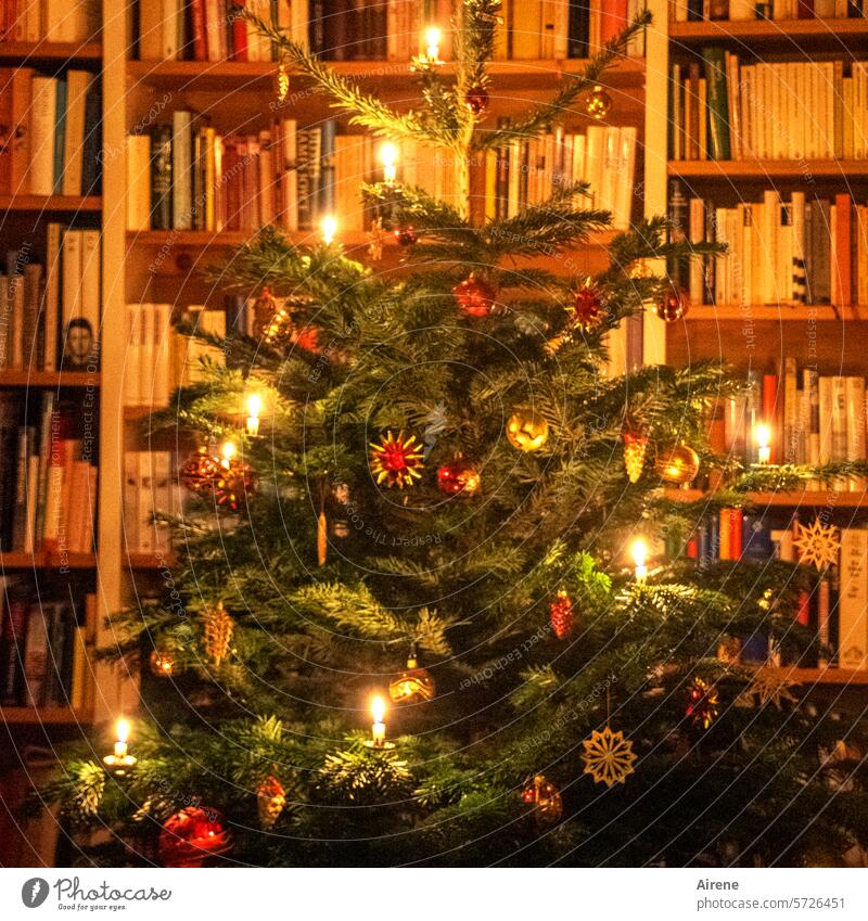 An Heiligabend ist alles vorüber... Romantik rot Religion & Glaube glänzen grün schön glitzern glänzend ästhetisch Weihnachtsbaum Lichter Baum