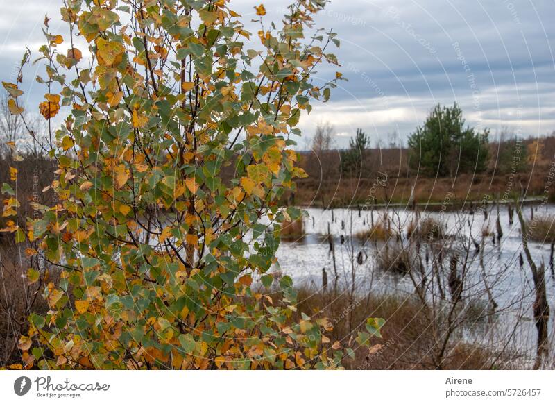 am Rande der Fluten Moor Wasser Naturschutzgebiet wandern ruhig Wasserpflanzen Sträucher Landschaft Feuchtgebiet See Flussufer Einsamkeit Teich herbstlich