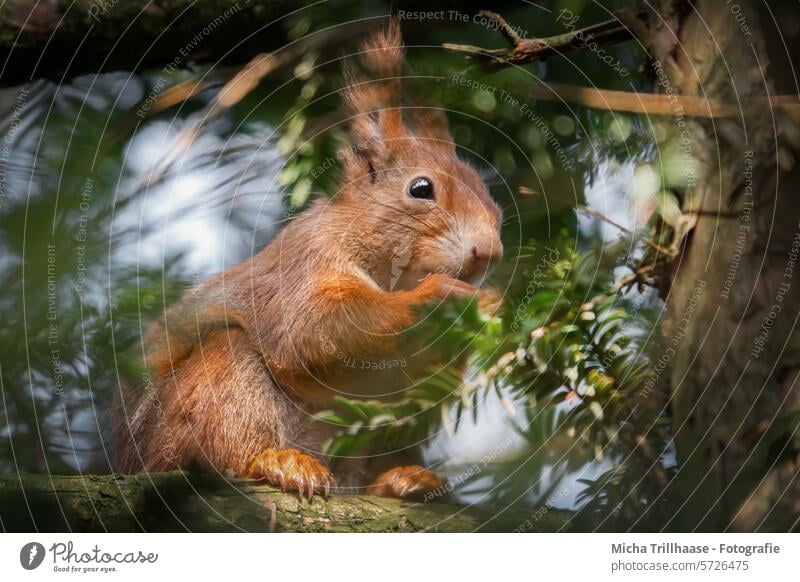 Fressendes Eichhörnchen im Baum Sciurus vulgaris Tiergesicht Kopf Auge Nase Ohr Maul Schwanz Pfoten Krallen Fell Nagetiere fressen knabbern Nahrung Ernährung