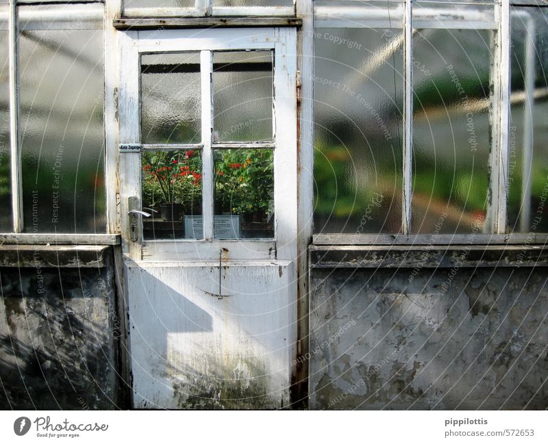 Blick ins Grüne Gartenarbeit Landwirtschaft Forstwirtschaft Umwelt Natur Landschaft Pflanze Klima Klimawandel Gewächshaus Mauer Wand Fenster Tür beobachten