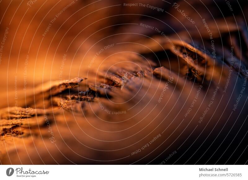 Kleines Stück Holz Baum Baumstamm Baumrinde Strukturen & Formen natürlich Umwelt Nahaufnahme Detailaufnahme