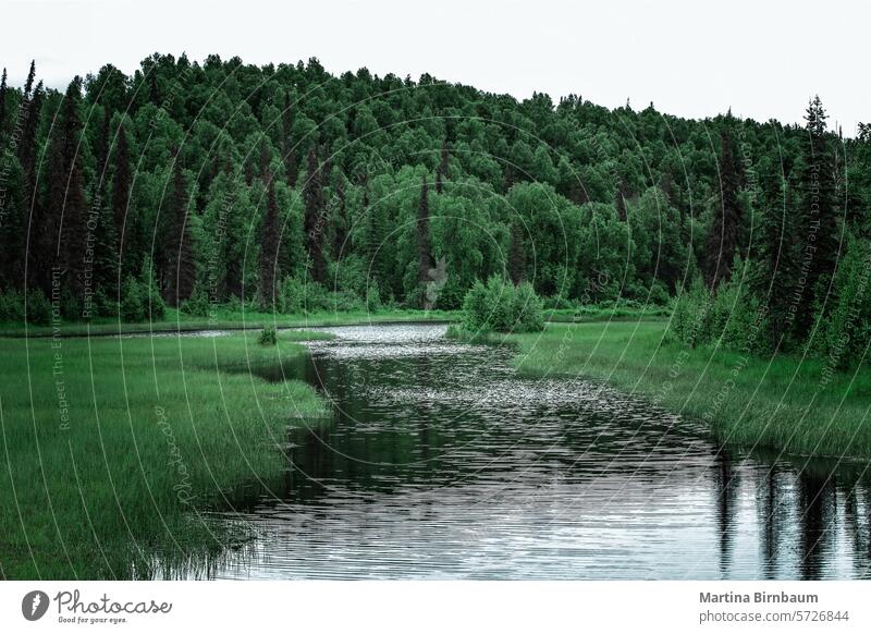 Ruhiger Bach und erstaunliche Landschaft in der Wildnis Alaskas Fluss im Freien Wasser ruhig Natur Berge u. Gebirge schön Wald friedlich Tourismus Hintergrund