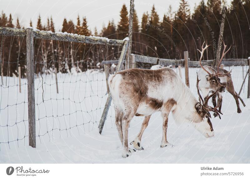 Lappland| Rentiere Geweih Tiere Idyllisch Licht Tourismus Winterurlaub Skandinavien Ferien & Urlaub & Reisen kalt Außenaufnahme Natur Holzhaus Schnee Solberget