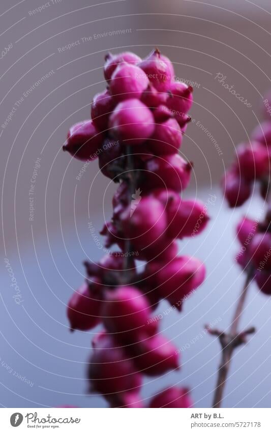 Unscharfe Liebesperlen vom Busch blüte knospen lila natur filigran floral kugelig zarte Kugeln Zweig busch beeren liebesperlen liebesperlenstrauch schönfrucht