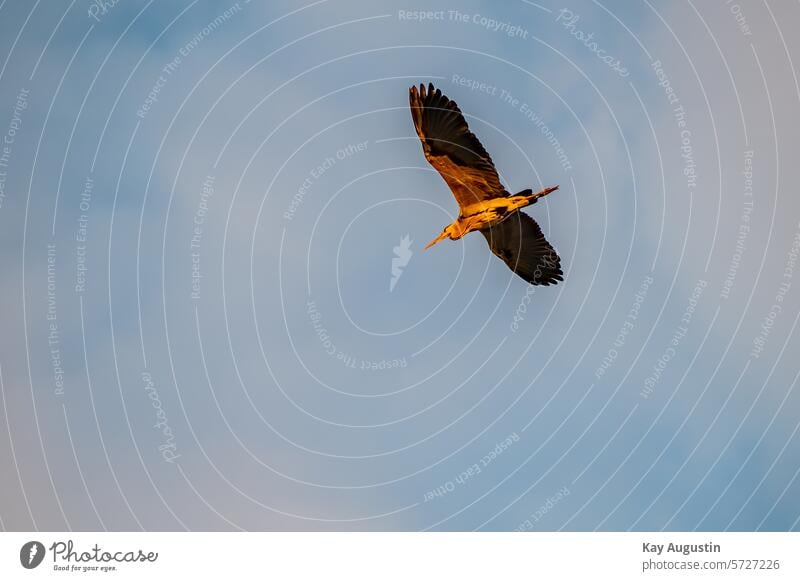 Graureiher Ardea cinerea Graureiher im Flug Flugbild Abendsonne Naturschutzgebiet Entenfang Pelecaniformes Reiher Fischreiher Vögel Aves Vogelschutzgebiet