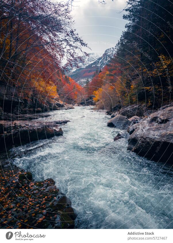 Herbstfarben im Bujaruelo-Tal, Pyrenäen Odese strömen Berge u. Gebirge Laubwerk Gelassenheit pulsierend Natur Landschaft Wasser Wald Blatt fallen saisonbedingt