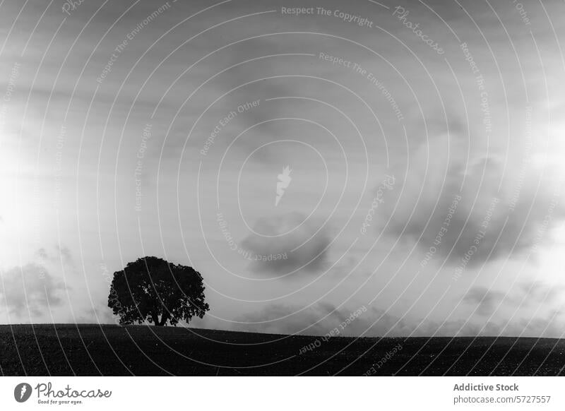 Einsame Steineiche auf einem Hügel unter einem bewölkten Himmel in Schwarzweiß Baum Cloud Monochrom schwarz auf weiß Silhouette Landschaft Natur dramatisch