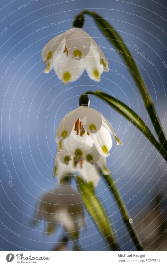 Märzenbecher im Frühling schön Überstrahlung Botanische Schönheit Zarte Blütenblätter Vorfrühling Florale Eleganz Blumen Wald Frische leucojum vernum