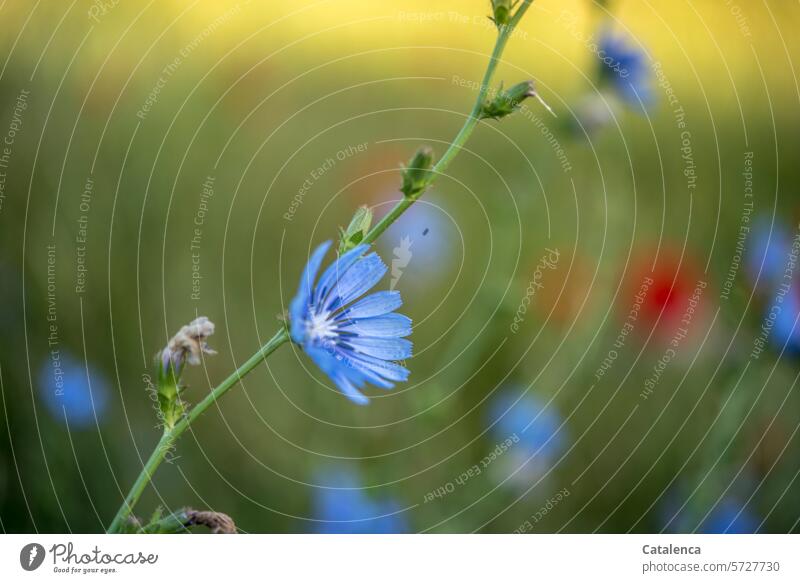 Blüten im Gegenlicht Garten Flora Natur Pflanze Jahreszeit blühen Blütenblätter Tageslicht Sommer Wiese Korbblütler Asternartige Wegwarten Gemeine Wegwarte