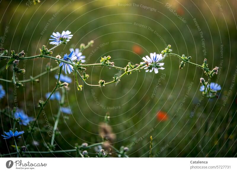 Blüten im Gegenlicht Garten Flora Natur Pflanze Jahreszeit blühen Blütenblätter Tageslicht Sommer Wiese Korbblütler Asternartige Wegwarten Gemeine Wegwarte