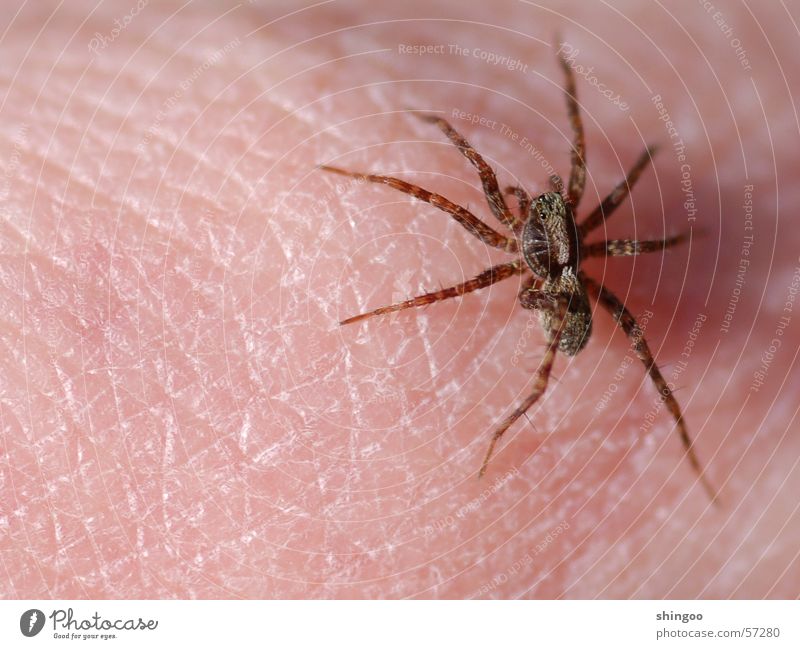 Spinne Haut Hand Natur Tier Wildtier Tiergesicht 1 berühren Bewegung krabbeln sitzen bedrohlich Ekel gruselig klein nah braun rosa Angst gefährlich Nervosität