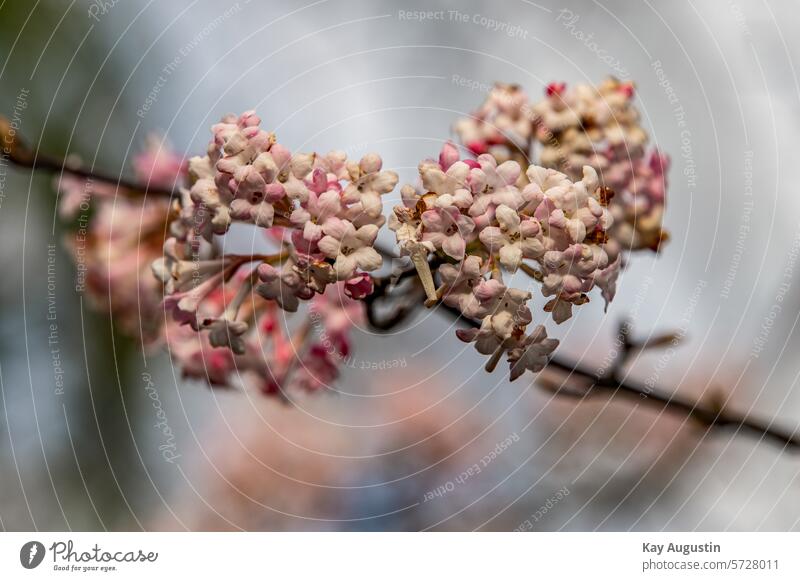 Duft-Schneeball Pflanzen Natur Blüten Frühling Blume Garten Außenaufnahme Nahaufnahme blühen schön Farbfoto Blühend zart Schwache Tiefenschärfe