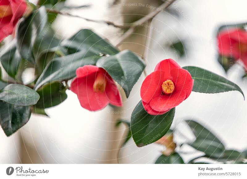 Camellia Kamelie Blütenpracht Flora Natur Frühlings Blüten Frühjahr Botanik Zierstrauch Blüten Knospen Strauch Pflanzen Blütezeit Blume Frühjahrs Blüte