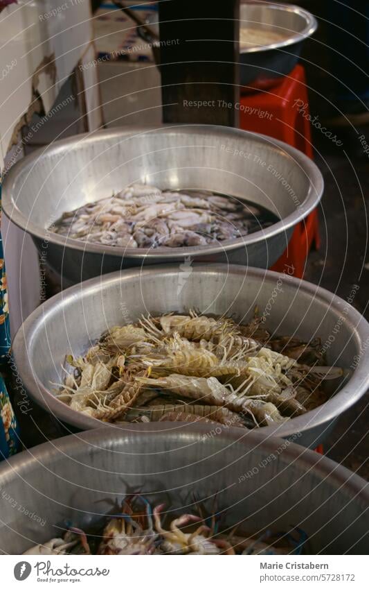 Exotische Fangschreckenkrebse (Stomatopoda) und Krabben in einem Metallbecken auf einem lokalen Markt für Meeresfrüchte in Kampot, Kambodscha exotisch