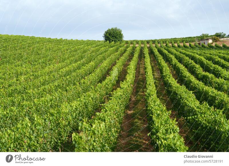 Ländliche Landschaft in der Nähe von Foligno und Montefalco, Umbrien, Italien, im Sommer Europa Perugia Ackerbau Farbe Tag Bauernhof Feld grün Hügel Natur