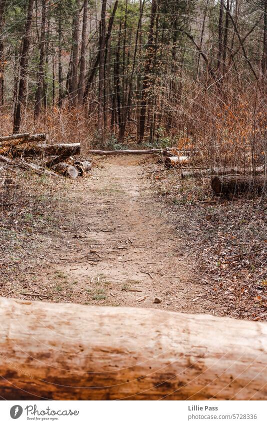 Ein Pfad in den Wäldern Nachlauf Weg Wald warm fallen Stämme gefällter Wald protokolliert Bäume Baum unbefestigter Weg Feldweg