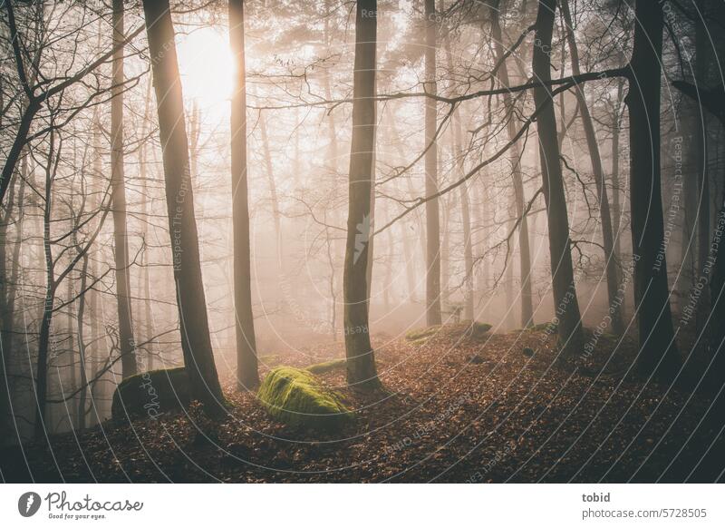 Mystischer Wald geheimnisvoll Menschenleer Lichtstimmung stimmungsvoll Dämmerung Sonnenlicht Felsen felsig Sandstein Silhouette Natur mystisch Moos Nebel Bäume