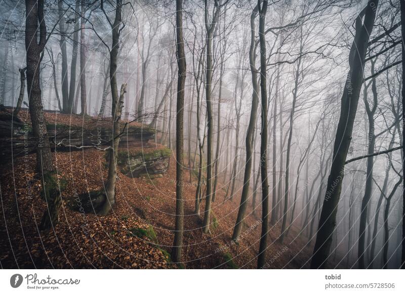 mystischer Wald Natur Nebel Bäume Stamm Baumstamm Felsen felsig Sandstein Silhouette Moos Mystischer Wald mystische Landschaft Sonnenlicht Dämmerung