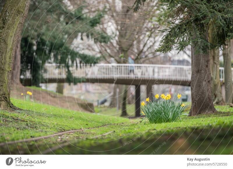 Gelbe Narzisse Köln Frühling Blume gelb Blühend Farbfoto Narzissen Pflanze Frühlingsgefühle Außenaufnahme Schwache Tiefenschärfe Frühblüher Blüte Frühlingsblume