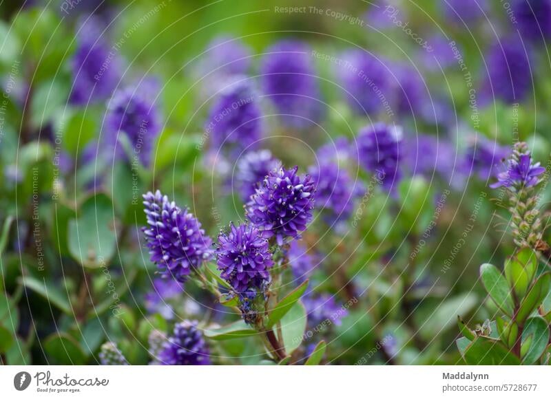 Hebeblumen Makroaufnahme einer Wildblumenwiese Blumen Pflanzen hebe Natur Gartenblumen Frühlingsblumen Tageslicht Blüte aufblühen Blütenblätter romantisch