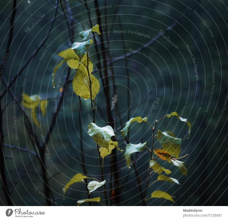 Ein Blatt mit Regentropfen, die an einem bewölkten Tag im Wald fallen Bäume Natur Waldstimmung Wasser USA Umwelt Windstille Außenaufnahme Waldboden grün Baum