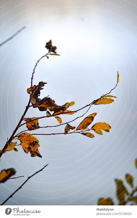 Herbstblätter, die nach einem Regenfall an einem Ast hängen fallen Blätter Wasser herbstlich Herbstlaub nass Blatt Herbstbeginn Herbstfärbung Wassertropfen