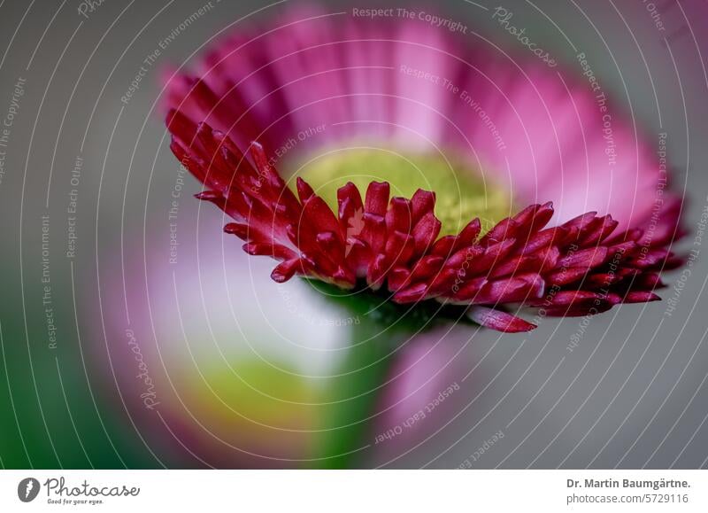 Gartenform des Gänseblümchens, Bellis perennis mit roten Zungenblüten Nahaufnahme Blütenstand Korbblütler Asteraceae Staude ausdauern Frühjahrsblüher mehrjährig