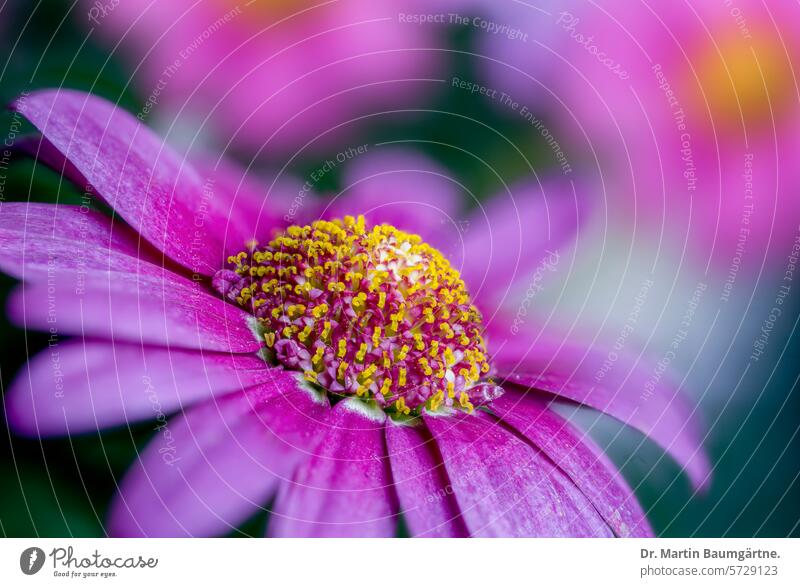 Argyranthemum frutescens, Strauchmargerite, Gartenform, ursprünglich von den Kanarishen Ins Kulturform Blütenstand Blütenstände blühen frostempfindlich