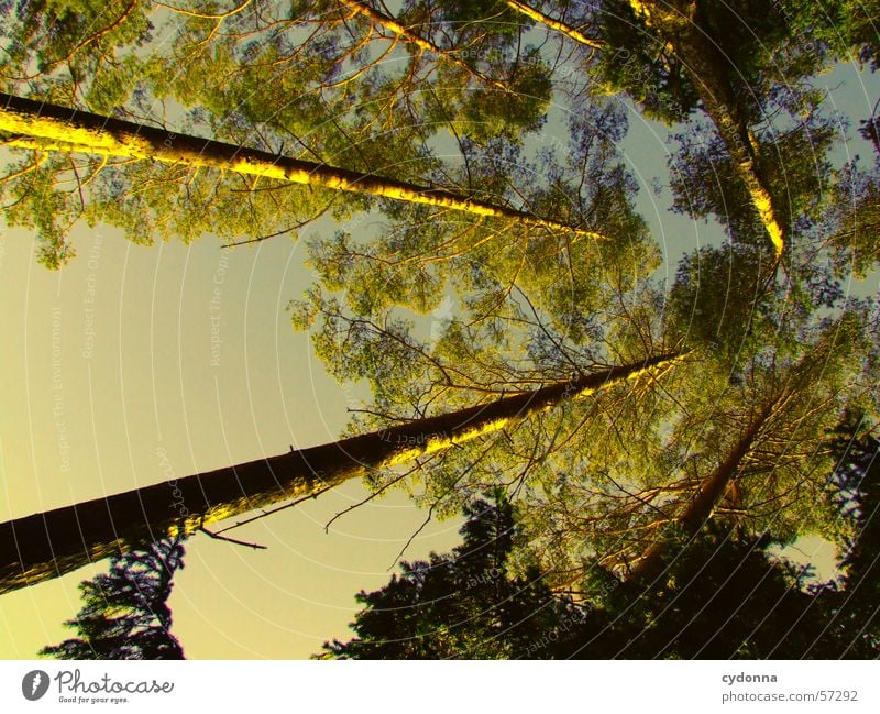 Ab in den Himmel Baum Wald Tanne Nadelwald Licht Perspektive Blick oben Baumstamm