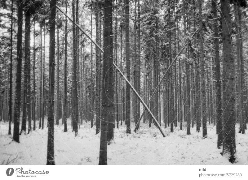 Das X markiert den Punkt – Rund um München Bäume Baum Wipfel hoch Wald Kontrast Wachstum Außenaufnahme Natur Umwelt Analogfoto Ilford Caffenol Fichtenwald