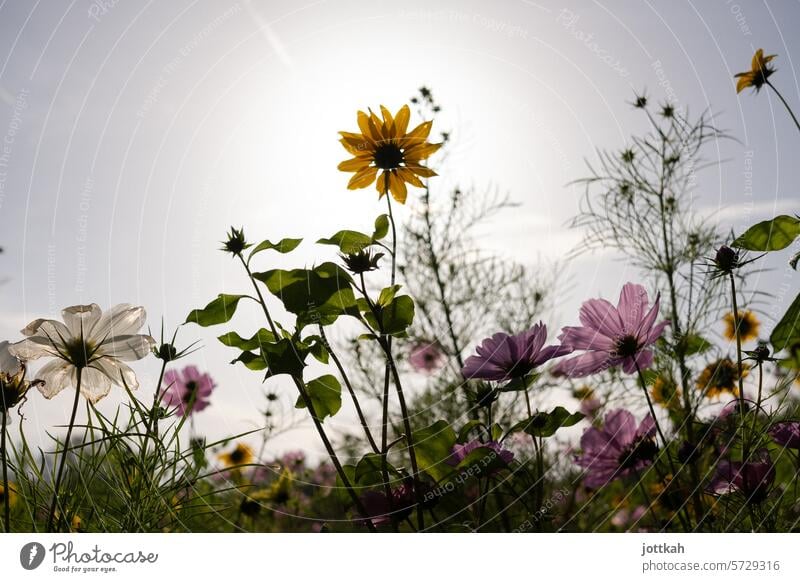 Eine bunte Blumenwiese aus Froschperspektive Natur Sommer Wiese Pflanzen Biodiversität Naturschutz blühen Frühling Garten natürlich Umwelt Umweltschutz