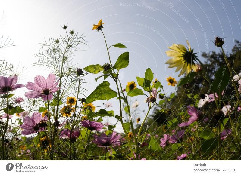 Eine bunte Blumenwiese aus Froschperspektive Natur Sommer Wiese Pflanzen Biodiversität Naturschutz blühen Frühling Garten natürlich Umwelt Umweltschutz