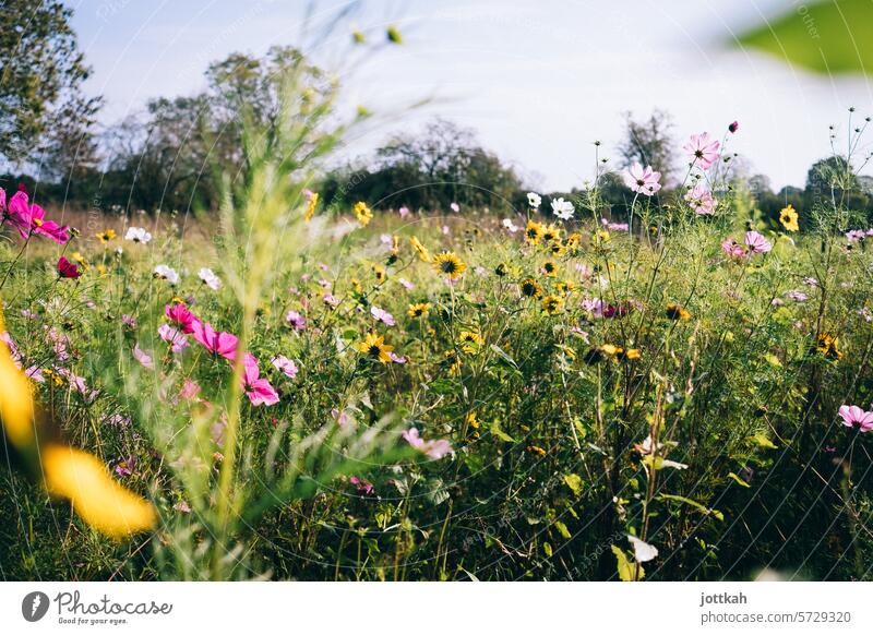 Eine bunte, sommerliche Blumenwiese Natur Sommer Wiese Pflanzen Biodiversität Naturschutz blühen Frühling Garten natürlich Umwelt Umweltschutz bienenfreundlich