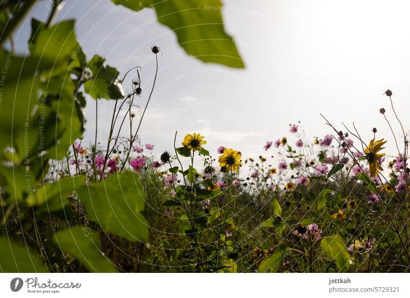 Eine bunte Blumenwiese aus Froschperspektive Natur Sommer Wiese Pflanzen Biodiversität Naturschutz blühen Frühling Garten natürlich Umwelt Umweltschutz