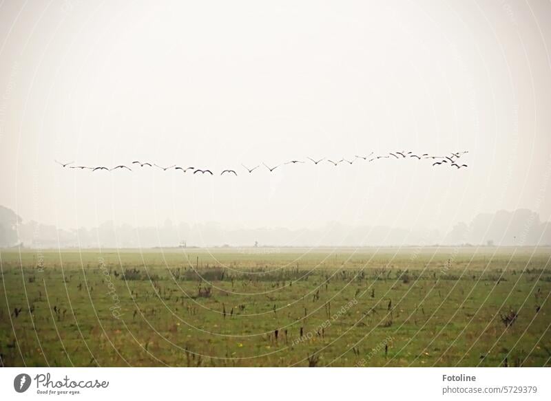 Ein Schwarm Kraniche setzt zur Landung auf eine karge Wiese an. Die Gegend liegt noch im Nebel. Vögel fliegen landen Himmel nebelig Silhouette Bäume Rasen trist