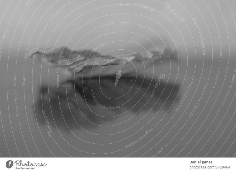 Abgefallenes Blütenblatt Schwarzweißfoto Blume Reflexion & Spiegelung sehr wenige Trocknung Verwesung zusammenbrechend ruhen