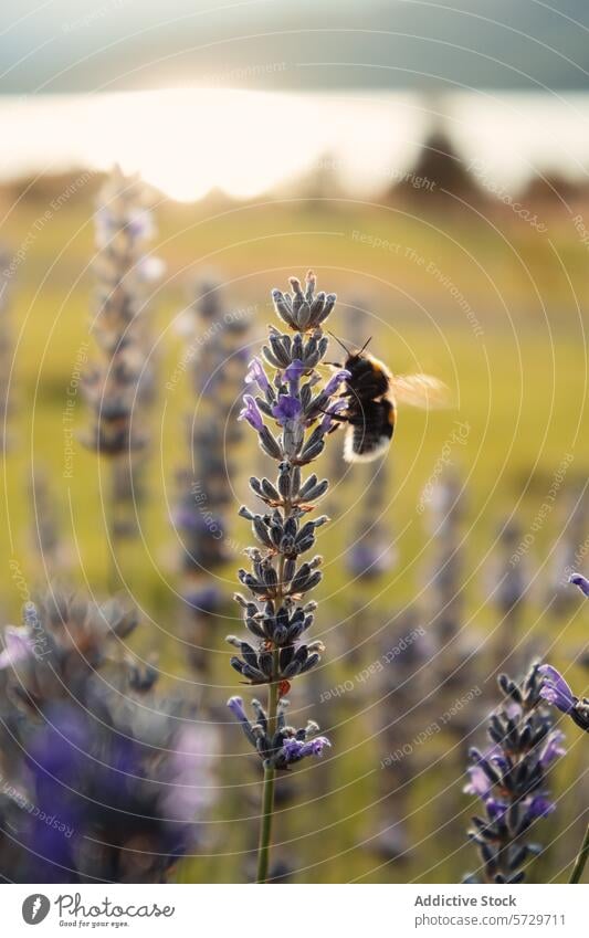 Eine Hummel sammelt Nektar von Lavendelblüten, mit einem ruhigen See und dem sanften Schein des Sonnenuntergangs im Hintergrund in Patagonien Blume Natur Insekt