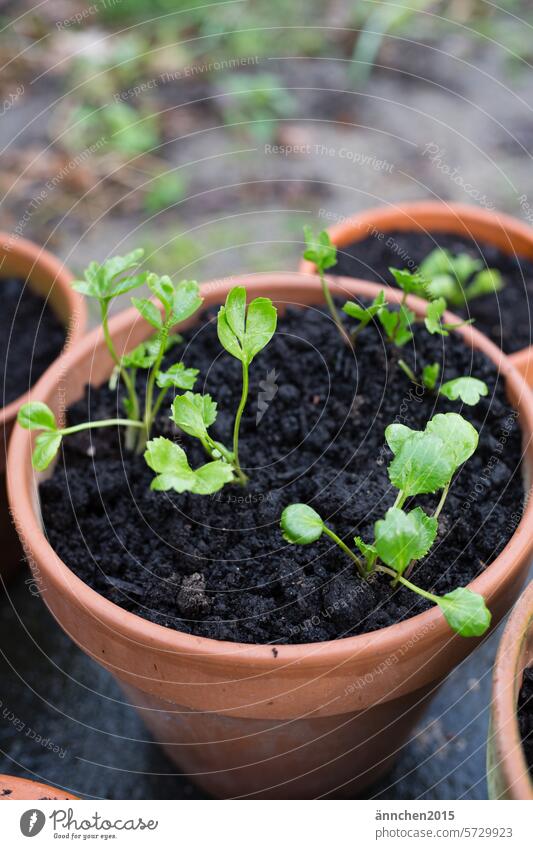 Töpfe gefüllt mit Erde und frisch geplanzten Ranunkelnpflänzchen Frühling grün Topf Garten Sommer Pflanze Blume Natur Nahaufnahme Gartenarbeit Außenaufnahme