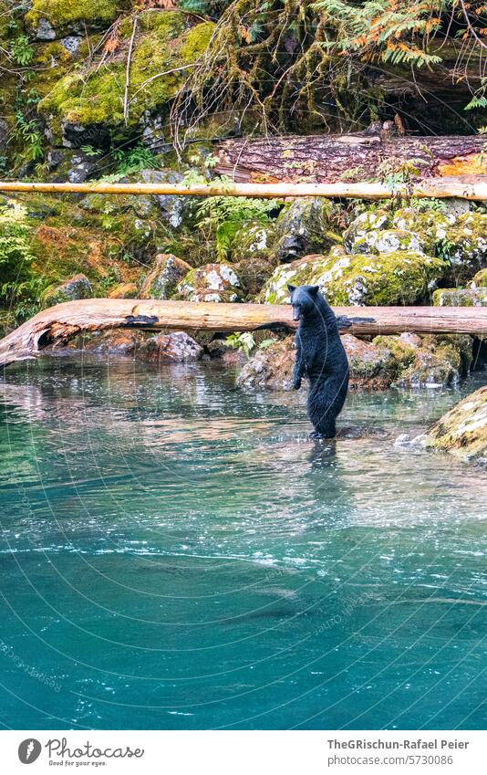 Bär steht und sucht Fische Schwarzbär Steine Strand Tier Wildtier Natur Tierporträt Farbfoto wild Säugetier Futter Bucht Futtersuche baumstämme Moos stehen