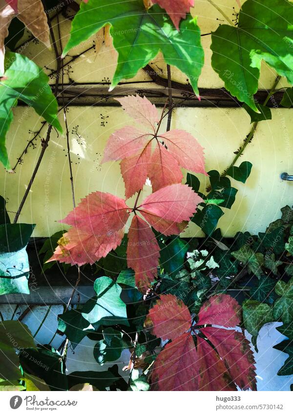 Selbstkletternde Jungfernrebe Rebe rot grün gelb Natur Wilder Wein Pflanze Herbst Blatt Farbfoto Außenaufnahme herbstlich Herbstfärbung Kletterpflanzen Ranke