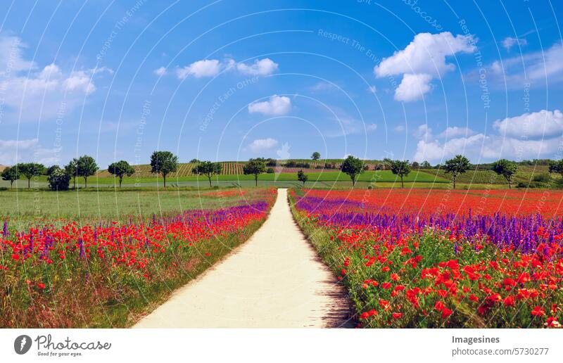 Sommerlandschaft. Wildblumen. Weg in ein grünes Land mit Mohn- und Ritterspornblumenfeld und Bäumen. Gewinnung von Saatgut für den ökologischen Landbau in Rheinland-Pfalz, Deutschland