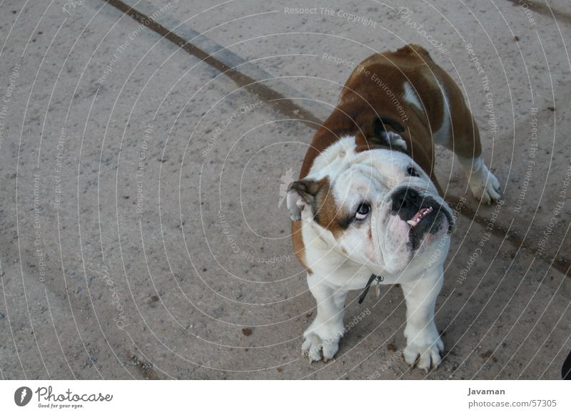 Das Model Hund Bellen kötter ich hab hunger