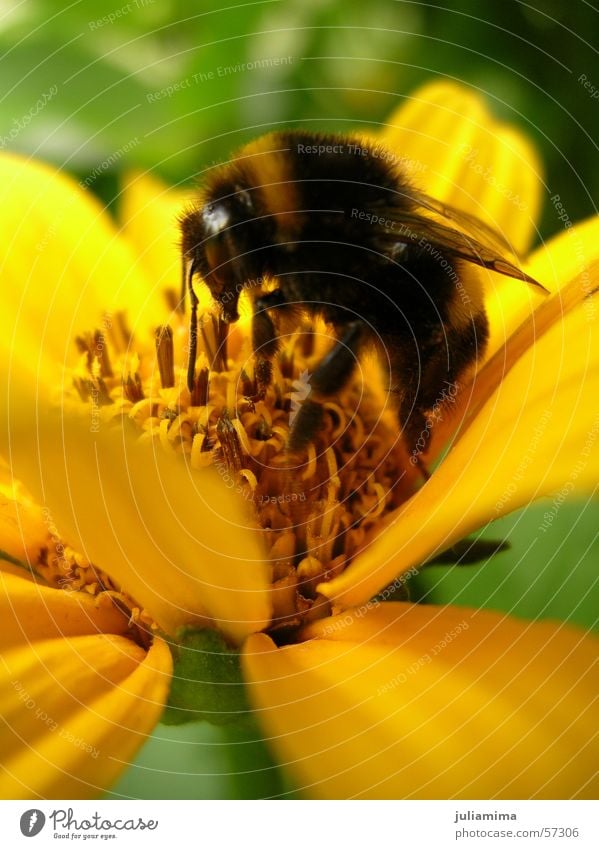 fleißige Hummel Blüte Rüssel Fell Blume Staubfäden Nektar