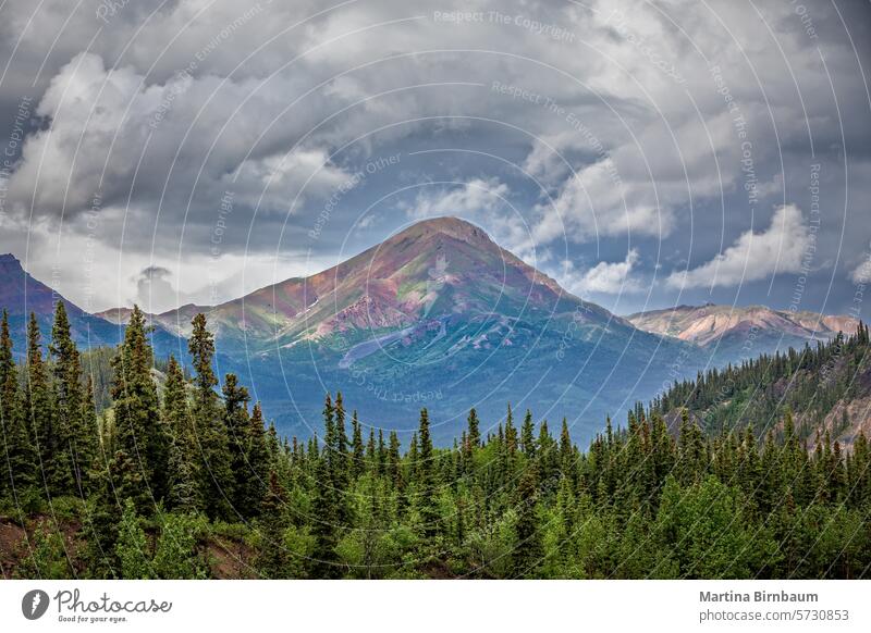 Beeindruckend bunter Berg im Denali-Nationalpark, Alaska USA Natur Landschaft Berge u. Gebirge Wildnis im Freien denali amerika Schnee Gipfel Hügel Park