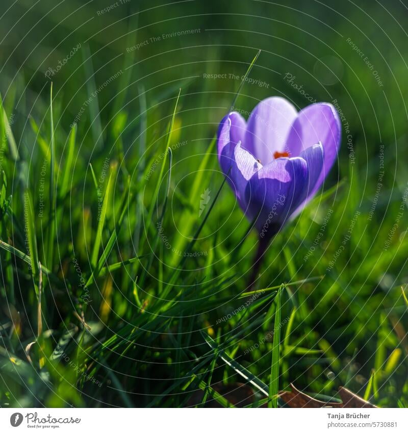 Einzelner Krokus in der wärmenden Frühlingssonne Frühlingsblume Frühlingsbote positiv Frühlingsgefühle Leichtigkeit Blühend Blüte lilafarben