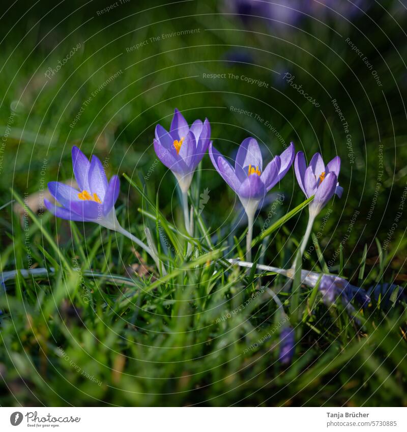 Vier Frühblüher genießen die Sonnenstrahlen der Frühlingssonne Krokus Frühlingsblume Frühlingsbote positiv Frühlingsgefühle Leichtigkeit Blühend Blüte